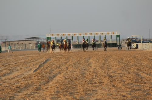 “فريزه” تطير بكأس مجموعة شركات الغدير بفروسية الأحساء