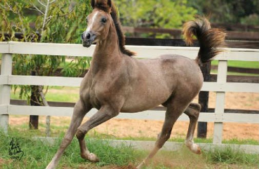 أغلى المهرجانات.. أكبر الاحتفالات.. وأقوى المنافسات