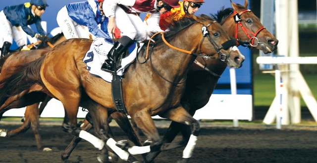 صراع المهرات على لقب 1000 غينيز الإماراتي